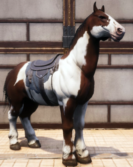 Koń – kolor dowolny